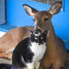 Cat’s First Time Exploring Nature 🐱 Funny Cats Videos 2025