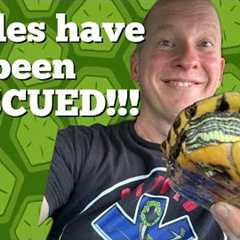 Turtles Are Rescued (Getting Proper Care) 