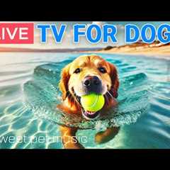 🔴24 Hours of Dog TV - Deep Relaxation Music for Dogs🎵🐶Dog Calming Music💖Dog Stress Relief Music