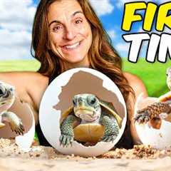 First Time Hatching Baby Turtles at Our Reptile Zoo!! (so cute)