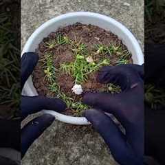 Creative Ways to Grow Portulaca at home 🌺✨🎋 #gardening #portulaca #gardentips #nature #shorts