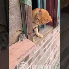 Cat Tries to Catch Mouse But What Happens Next? 🐱😱