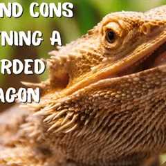 Pros and Cons Of Owning A Bearded Dragon