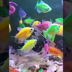 Do not fear failure but rather fear not trying#aquarium #fish #shorts