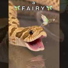 LOOK, A FAIRY! #reptile #animal #frog