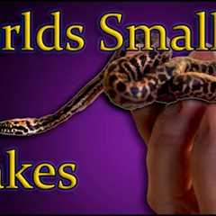 Top 5 SMALLEST Pet Snakes You Can Own