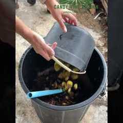 How to Make Fermented Fruit Juice to Grow Cleaner and Tastier Vegetables #gardening