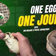 One Egg One Journey