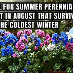 Top Summer Perennial Container Plants You Can Still Plant in August That Survive Winter Try Them Now