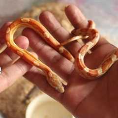 Before keeping Pet Snakes in India, See this!