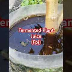 Fermented Plant Juice Organic Fertilizer (FPJ)