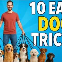 Dog Tricks ANYONE Can Teach at Home 🐶✨ | Dog Training Guide
