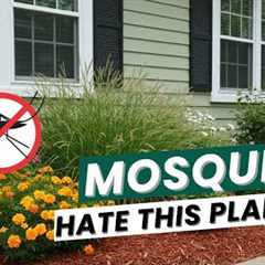 Top 10 Mosquito Free PLANTS for your Home Garden.