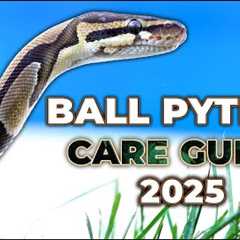 The NEW Ball Python Care Guide For Beginners