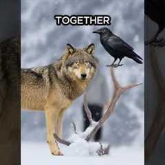 Animals That Are Secretly Best Friends...