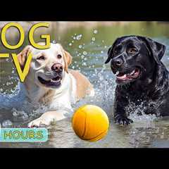 DOG TV: Videos Anti-Anxiety for Dogs When Home Alone All Day Long - Best Relax Music for Dogs