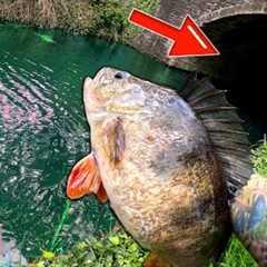 This Bridge Was STACKED With BIG PERCH! Canal Fishing Dream!
