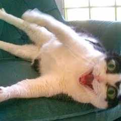 When you have SILLIEST CAT on Earth 😂 Funny Cats Videos 2025