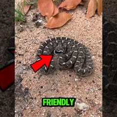 3 Friendly Snakes🐍 You Can Actually Keep as Pets