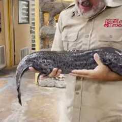 Is it a Reptile or a Fish?!
