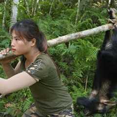 200 days of survival in the wild, setting traps to catch wild goats, wild porcupines, and wild birds
