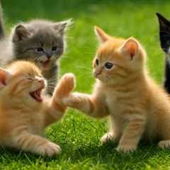 Beautiful Kittens Playing On The Grass - Cat Sounds, Beautiful Cat Videos
