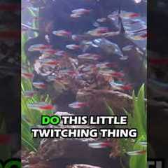 3 Ways Your Aquarium Looks Amazing With Schooling Fish