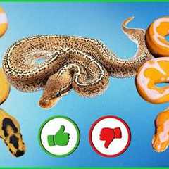 Rating YOUR Snakes: The Most “Super” Combo Ever?!