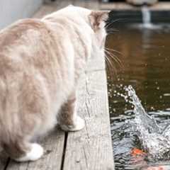 When Your Cat Decides To Teach The Fish Tricks 😹💦