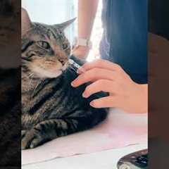 Adonis getting his insulin! 💉😻 he knows it helps him 🙏🩵