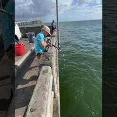 Catching a MONSTER grouper from under the PIER!! 💪 #skyway #fishing #bigfish