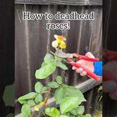 How to prune roses! #gardening #tips #rose #flowers #spring