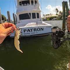 Fishing Florida Saltwater Residential Canals with Live Shrimp!!