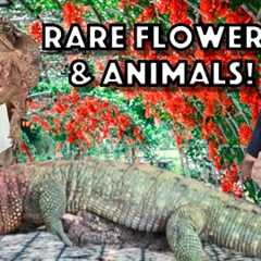 Feeding our Reptiles and Purchasing Rare Flowering Trees.