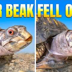 Turtle Who Lived on a Kitchen Floor for 50 Years Lost Her Beak! Rockalina’s Shocking Recovery Twist