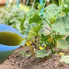 Powerful Magic Fertilizer That Makes Plants Grow Fast And Repels Pests