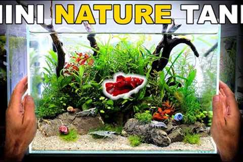 Making A Mini Betta Fish Nature Aquarium (Low Tech Aquascape Tutorial)