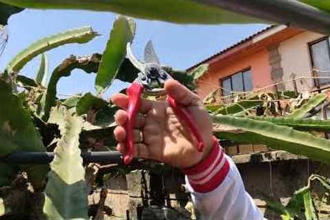 PRUNING OUR DRAGON FRUIT PLANTS