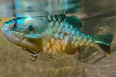 Berkley Gilly Rigging Tips - How To Make Your Gilly Float