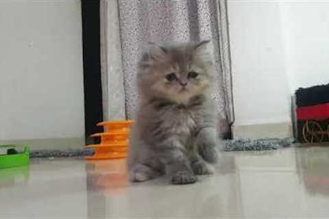 How to train your persian cat kitten |cutecat|live video  persian cat kitten |spa |grooming |