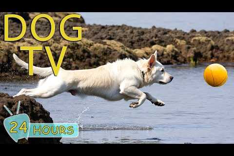 DOG TV: Best Videos to Entertain &amp; Relax Dogs When Home Alone - All-Day Happy &amp; Fun Music..