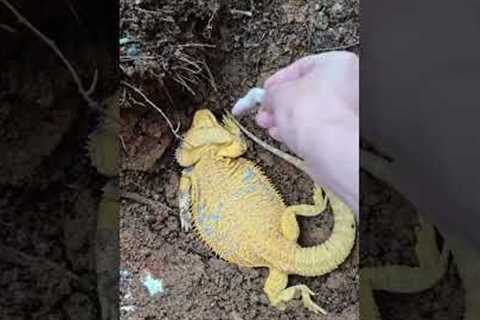 Goodbye! My Bearded Dragon. #reptiles #beardeddragon #iguana #lizardskinpeeling #pets