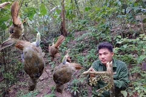 Build Kitchen Stairs, Trap Birds That Destroy Crops, Effective Trapping Skills, Survival Skills
