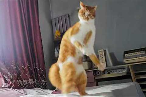 Default cat behavior 😹 Funny Cats Videos 2025