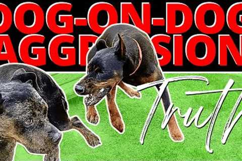 This Dog was Out of Control - Until One Correction Changed Everything