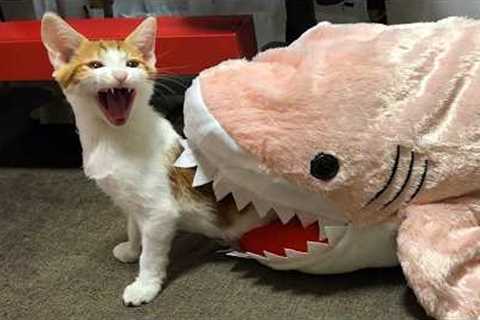 Cats Are Natural Comedians 😂 Funny Cats Videos 2025