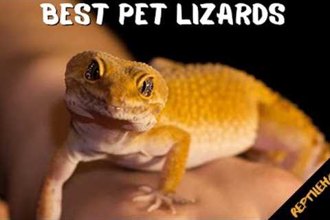 5 Best Beginner Friendly Lizard Pets: Which One is Right for You?
