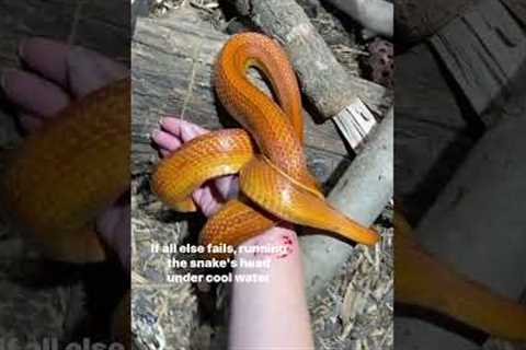 What to do if your snake bites you