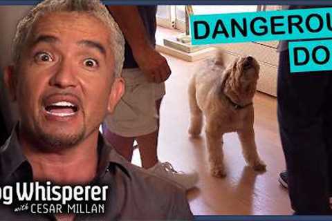 Rescue Dog’s Trauma Has Turned Into Dangerous Behavior | Full Episodes | Dog Whisperer