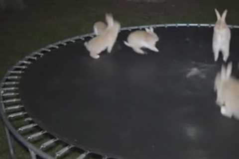 Viral AI bunny video stumps social media